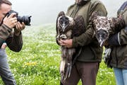 Die beiden Bartgeier Fredueli (links) und Finja werden im Wildtierschutzgebiet Huetstock bei der Melchsee-Frutt ausgewildert (Bild: Alexandra Wey / Keystone)