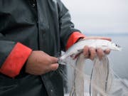 2017 war ein mageres Jahr für die Fischer am Zürichsee, Zürich-Obersee, Walensee und Linthkanal. Vor allem die wirtschaftlich bedeutenden Felchen gingen seltener ins Netz (Bild: KEYSTONE/GIAN EHRENZELLER)