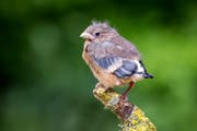 Ein junger Gimpel. Die Eltern betreuen den Jungvogel auch ausserhalb des Nestes. (Bild: PD/Marcel Burkhardt)