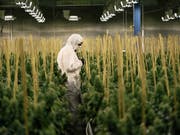 In Kanada soll der Konsum von Cannabis bald völlig legal sein - damit löst der kanadische Premierminister Justin Trudeau eines seiner Wahlkampfversprechen ein. (Bild: KEYSTONE/CHRISTIAN BEUTLER)