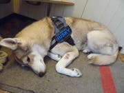 Eine Dogge soll im August 2017 diesen Husky angegriffen haben, sagte der Besitzer. Deshalb habe er sich mit einem Messer gewehrt. (Bild: PD)
