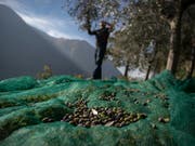 Kantonschemiker haben die Qualität von Olivenöl «extra vergine» in der Schweiz überprüft. Dabei hat sich ein Generalverdacht für Fälschungen nicht bestätigt. (Bild: KEYSTONE/TI-PRESS/PABLO GIANINAZZI)