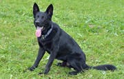 Polizeihund Dodge spürte einen Unfallbeteiligten auf. (Bild: Luzerner Polizei (Neuenkirch, 18. Juni 2018))