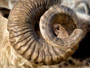 Wappentier hin oder her: Der Schaffhauser Stadtrat will keine Schafe im Munot-Graben. (Bild: KEYSTONE/AP/VISAR KRYEZIU)