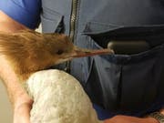 In guten Händen: Diesen jungen Gänsesäger haben Basler Polizisten aus einem Kamin befreit. (Bild: Kantonspolizei Basel-Stadt)