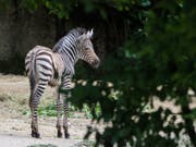In ihren ersten zwei Wochen kräftig gewachsen: die Zebra-Stute Panja im Basler Zoo. (Bild: Keystone/Zoo Basel (Torben Weber))