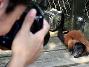 Keine Angst vor Besuchern zeigt dieser Rote Vari im Masoala Regenwald im Zoo Zürich. (Bild: KEYSTONE/WALTER BIERI)