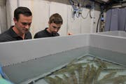 Die Firma Basis 57 nutzt Bergwasser aus dem Gotthardbasistunnel der Neat um eine Fischzucht zu betreiben. Im Bild: David Baumann (links) und Fridolin Tschudi, welche im Laborbetrieb tätig sind. (Archivbild: Elias Bricker, September 2016)