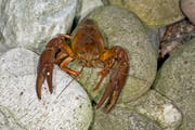 Unter anderem werden mit den Lotteriefonds-Geldern Flusskrebspopulationen in Appenzell Ausserrhoden aufgespürt. (Bild: PD)