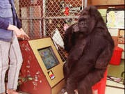 Koko auf einer Aufnahme von 1995 vor einem Computer in der Gorilla Foundation in Woodside, Kalifornien. (Bild: Keystone/AP NY / THE GORILLA FOUNDATION/RONALD COHN)