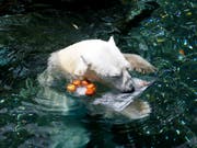 Bei einer Temperatur von 30 Grad ist Eisbär Tongki im Zoo von Seoul froh um eine Abkühlung. (Bild: KEYSTONE/AP/AHN YOUNG-JOON)