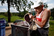 Josef Uhr erntet schon seit vielen Jahrzehnten Kirschen bei Röllins. Bild: Stefan Kaiser (Zug, 21. Juni 2018)