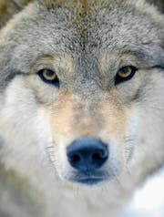 Der Ausdruck «einsamer Wolf» kommt nicht von ungefähr: Er hat gerne seine Ruhe. (Bild: Walter Bier/Keystone)