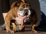 «Zsa Zsa» nach der Wahl zum «hässlichsten Hund der Welt». (Bild: Keystone/AP/JEFF CHIU)