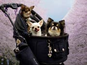 Mehrere Chihuahuas in einem Kinderwagen - im britischen Birmingham soll ein Paar über 80 Chihuahuas in seinem Privathaus angesammelt haben. (Bild: Keystone/EPA/FRANCK ROBICHON)