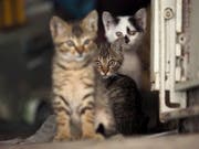 Verwilderte Katzen töten in Australien laut einer Studie jedes Jahr 650 Millionen Reptilien. (Bild: KEYSTONE/EPA/DAVID CHANG)
