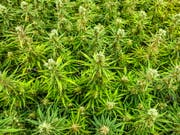 Cannabis bleibt die weltweit am häufigsten konsumierte Droge, wie der Weltdrogenbericht der Uno zeigte. Die Schweiz gehört in Westeuropa zu den sechs Ländern, wo am meisten Cannabis konsumiert wird. (Bild: KEYSTONE/EPA/WARREN TODA)