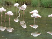 In diesem Teich im Berner Tierpark Dählhölzli stehen die Flamingos normalerweise. (Bild: KEYSTONE/EDI ENGELER)
