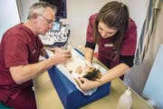 Der Verein der Katzenfreunde in Buchs verlangt eine Kastration jeder Katze, die von jemandem aufgenommen wird. (Bild: Reto Martin)