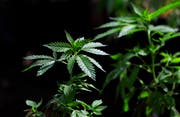 Eine Marihuana-Pflanze. (Bild: Ted S. Warren/AP)