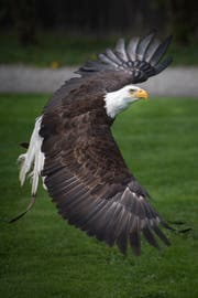 Ein Weisskopfadler im Greifvogelpark in Buchs. ©Benjamin Manser / TAGBLATT