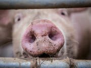 Für Tiere sind in der Schweiz erneut weniger Antibiotika verkauft worden als im Vorjahr. Wie die Arzneimittel eingesetzt worden sind, lässt sich aber noch nicht aussagen. (Bild: KEYSTONE/MELANIE DUCHENE)