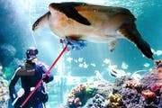 Die grüne Suppenschildkröte Speedy ist das neugierigste Tier im Sea-Life-Aquarium. (Bild: Frank Molter/Keystone, Timmendorfer Strand, 2. Mai 2018)
