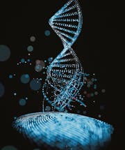 Zur Identifizierung einer Person: So einzigartig wie der Fingerabdruck (unten) ist auch die DNA. (Bild: Getty)
