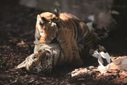 Eines der Tigerbabys im Walter Zoo musste einschläfert werden. (Bild: PD)