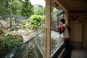 Die Wildkatzenanlage zählt zu den Attraktionen des Natur- und Tierparks Goldau. Ob die Erneuerung der Eulen-Voliere auch Besucher anzieht, wird sich noch zeigen. (Bild: Manuela Jans (Goldau, 6. Mai 2014))