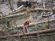 Im Kanton Bern sind die Sturmschäden fast bewältigt: Ein Forstarbeiter beim Aufräumen. (Bild: KEYSTONE/URS FLUEELER)