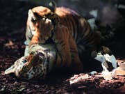 Die zwei gesunden jungen Tiger beim Spielen im Walter-Zoo in Gossau SG (Bild: Walter-Zoo Gossau)