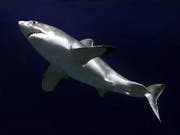 Forscher des spanischen Meeresforschungszentrums Alnitak haben zum ersten Mal seit 30 Jahren einen weissen Hai in der Nähe der Baleareninsel Cabrera gesichtet. (Bild: Keystone/APA Monterey_Bay_Aquarium_Foundation/RANDY WILDER)