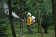 Ein Obstbauer versucht im seinem Obstgarten mit Loeschkalk gegen den Feuerbrand vorzugehen. Nana do Carmo 22. August 2008