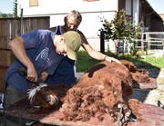 Alpaka-Halter Werner Jörg sowie Züchter und Scherer Adrian Brändle mit einem Huacaya. (Bild: Yvonne Aldrovandi-Schläpfer)