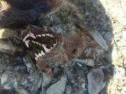 Der stark verweste Kadaver des Wolfes M63 wurde im März 2016 am Ufer der Rhone westlich von Raron VS gefunden. (Bild: Staat Wallis)