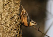 Der Kleiber ist der einzige einheimische Singvogel, der den Baumstamm auch runterklettern kann. (Bild: Peter Vonwil)