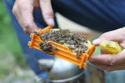 Mehrere Bienenvölker im Urner Talboden leiden aktuell unter bakteriellen Erkrankungen. (Bild: Florian Arnold (Spiringen, 2013))