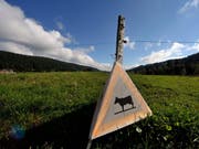 Im Vallée de Joux dürfen gewisse Moore und Feuchtwiesen seit 1987 nicht mehr beweidet oder gemäht werden. Diese vermeintliche Schutz hat nun aber dazu geführt, dass typische Moorpflanzen von grösseren Gewächsen verdrängt wurden. (Bild: KEYSTONE/DOMINIC FAVRE)