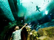 Besucher und Hai in der neu eröffneten Austellung im New Yorker Aquarium. Dieses wurde durch Wirbelsturm Sandy 2012 schwer beschädigt. (Bild: KEYSTONE/EPA/JUSTIN LANE)