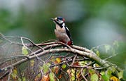 Ein Buntspecht macht Pause auf einer Birke (Bild: Keystone)
