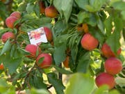 Dank viel Sonne und warmen Temperaturen dürften Walliser Aprikosen in diesem Jahr besonders gut schmecken. (Bild: KEYSTONE/ANTHONY ANEX)
