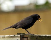 Eine Amsel singt ihr Lied.
