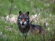Der Wolf: Berggebiets-Politiker wollen seinen Schutzstatus europaweit senken (Themenbild). (Bild: KEYSTONE/MARCO SCHMIDT)