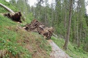 Sichtbare Folgen der Winterstürme: Der ramponierte Wander- und Bikeweg Horweli-Lochalp auf Alpnacher Boden. (Bild: PD)