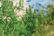 Ambrosiapollen lösen bei Allergikern oft Asthma aus. (Bild: Getty)