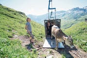 Mit einer Viehseilbahn wurden 72 Rinder auf den Oberstafel der Alp Alplen transportiert. (Bild: Urs Flüeler/Keystone (30. Juni 2018))