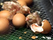 Ein frisch geschlüpftes Küken. (Bild: KEYSTONE/SIGI TISCHLER)