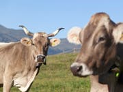 Eine Kuh mit Hörnern und eine hornlose Kuh weiden oberhalb Pany im Prättigau. (Bild: Keystone/ARNO BALZARINI)