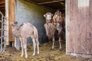 Das Tulu Zahira hat einen gleichmässigen Höcker. Auf die Welt gebracht hat sie der «Feriengast» Sheba, eine Trampeltierstute. (Bild: Urs Bucher)